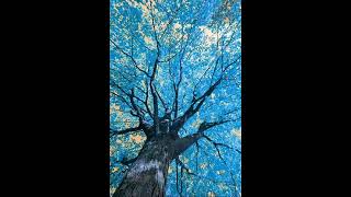 neoprada - this time + victxrw (prod negative.creeper &amp; blxty)