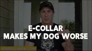ECollar Makes my Dog Behave Worse -  Dog Training Tips