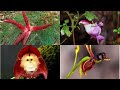 Plants That Resemble Living Things and Strangest. (Strange Plants &amp; flowers with special features)