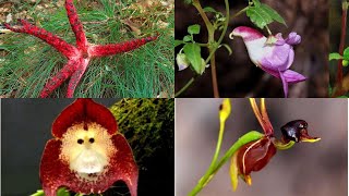 Plants That Resemble Living Things And Strangest. Strange Plants & Flowers With Special Features