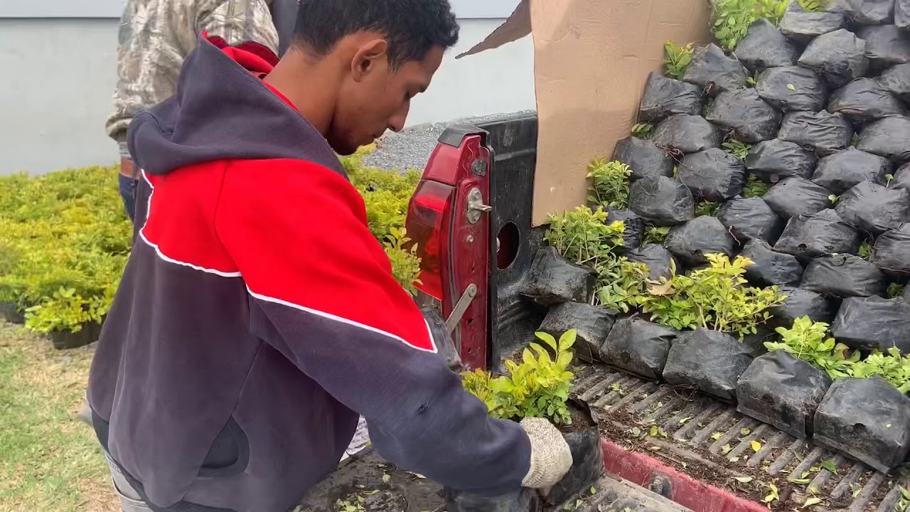 1000 durantas plantadas 😮😲