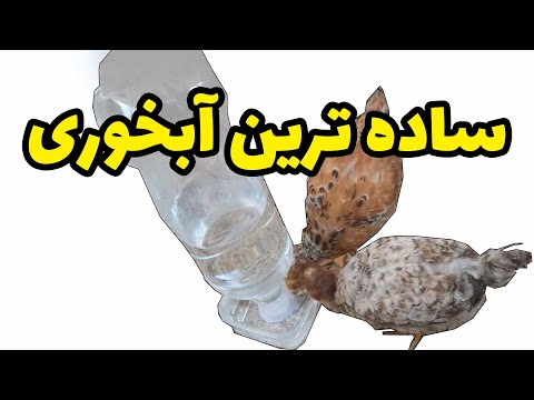 تصویری: چگونه می توانید خوکچه هندی خود را از گاز گرفتن متوقف کنید: 11 مرحله (همراه با تصاویر)