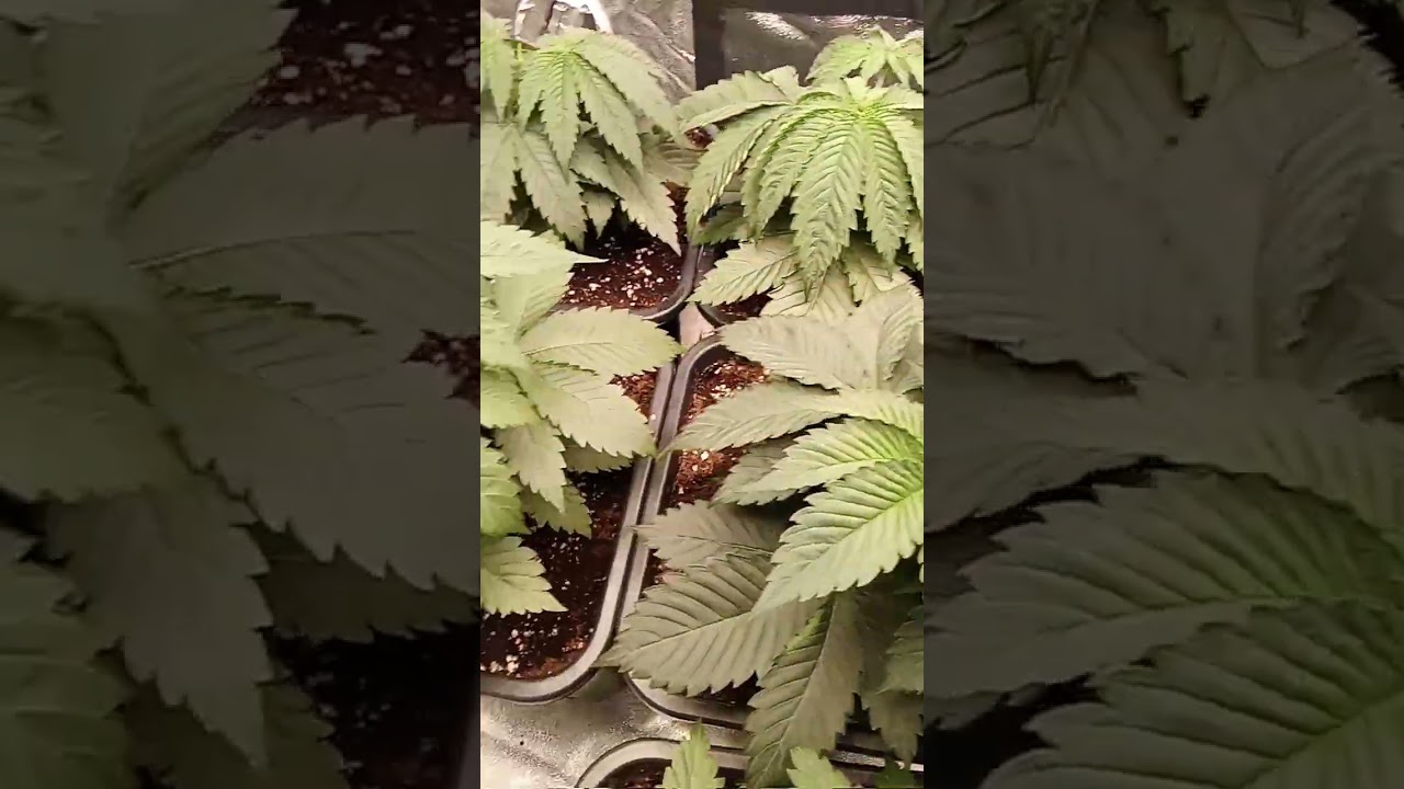 semaine 4 topping weed blue sunset sherbet Barneys farm 