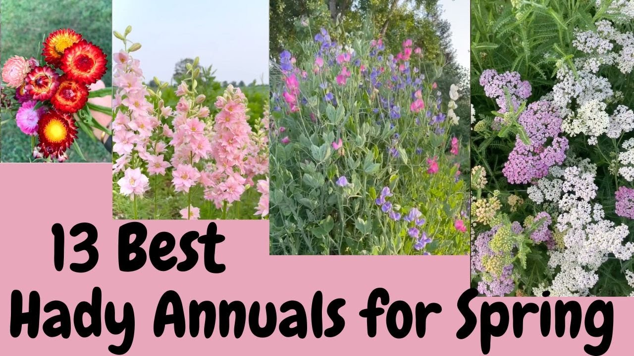 13 Best Hardy Annuals For Spring Cut Flowers Gardening YouTube