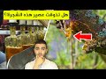 استخراج شراب القيقب من الشجرة العجيبة هل هو مفيد جدا كشف الحقيقة 
