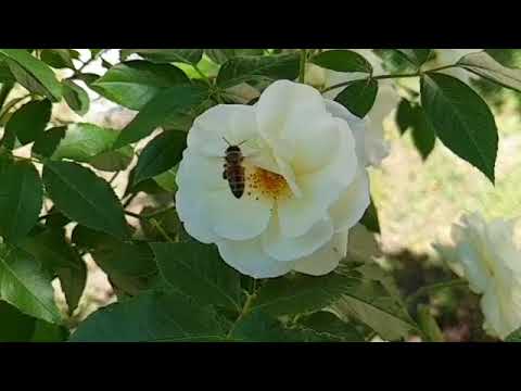 Samsung Galaxy S9+ Slow mo