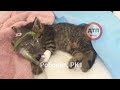 Котёнок Робокоп пережил ночь: борется, состояние остаётся очень тяжёлым. Спасает Рк1. и ещё +2