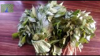 வீட்டுத்தோட்டம் மருந்து இல்லா கீரைகள் Homeopathic  greens screenshot 4