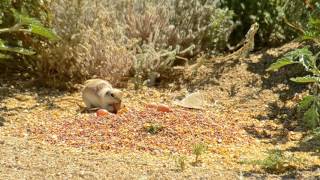 Round Tailed and California Ground Squirrels