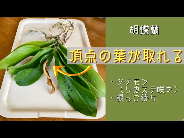 April 21, 2026 Phalaenopsis orchid 'Cinnamon' (Lycaste-flowered