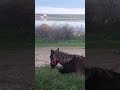 Horse 🐴 lay down to sleep near lake after sunset / Лошадка 🐎 после заката легла спать возле озера +