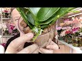 корни орхидеи и цветоносы ПОЛЕЗЛИ со ВСЕХ пазух и почек от ЭТИХ УСЛОВИЙ для орхидей