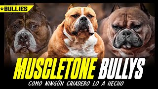 MUSCLETONE BULLYS// COMO NINGÚN CRIADERO LO A HECHO !!