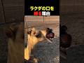 ラクダの口を縛る理由