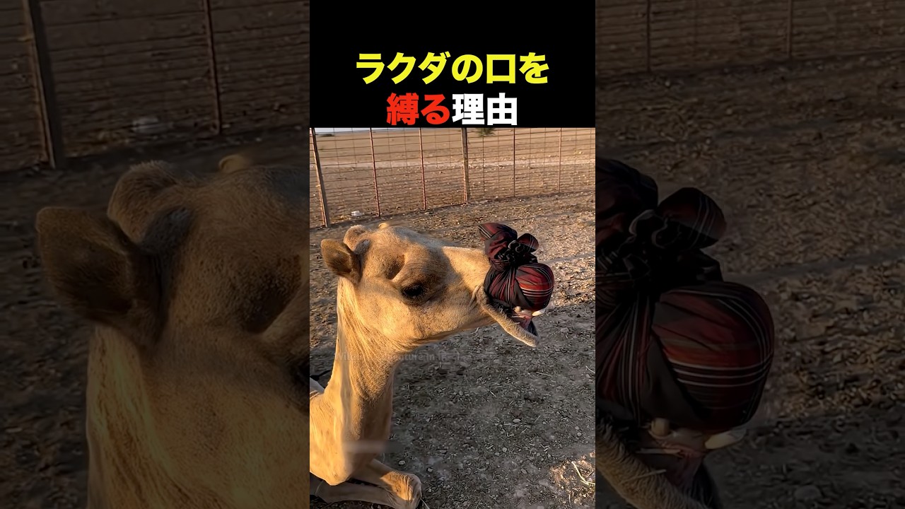 ラクダの口を縛る理由