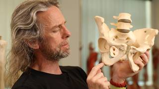 Bony pelvis features