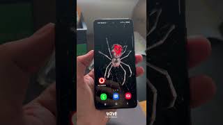 Bust the myths #Spider #3DWallpaper #shorts screenshot 2
