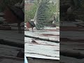 Peacock 🦚🧿