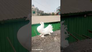 নতুন ভয়টি🕊️ #birds #pigeon #birdbrain #kabutar