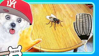 Swatting a Fly & Changing a Light Bulb - Buttered Side Down Reaction by @ChopsicleTheDog