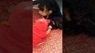 #pappy #dog #4k german shepherd with baby #viralvideo #2023