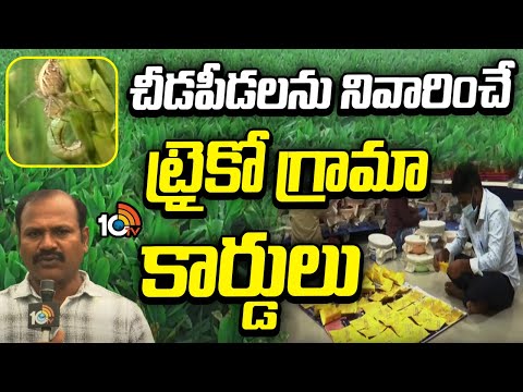 చీడపీడలను నివారించే ట్రైకో గ్రామా కార్డులు | Trichogramma Cards for Pest Control | Natural Farming - 10TVNEWSTELUGU