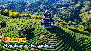 【4K】Thousands of acres of terraced tea gardens, the best tea producing area in Guangxi.