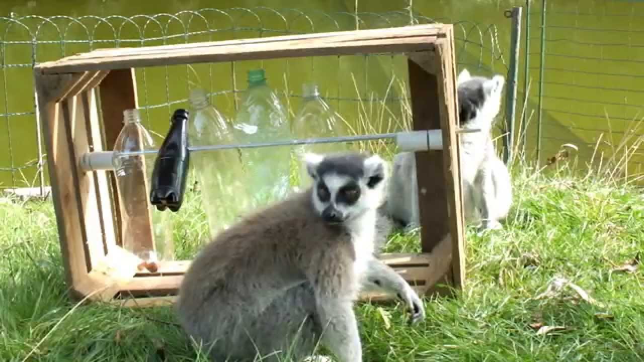 Ring-tailed lemurs enrichment: Bottle Puzzle Feeder - YouTube