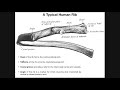 Costal Facets, Demifacets, and Rib-Vertebral Articulations