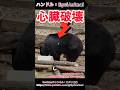 クマの心臓を破壊したはずが… #熊 #animals #動物