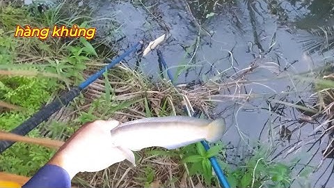 Mới Xuống Vợt Đã Lụm Hàng Khủng |kích Cá miền tây