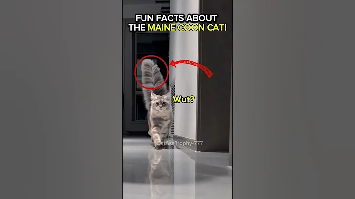 Video 10075921: maine coon cat facts, maine coon fun, cat breed, usa cute cat