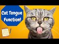 How Does A Cat&#39;s Tongue Work?