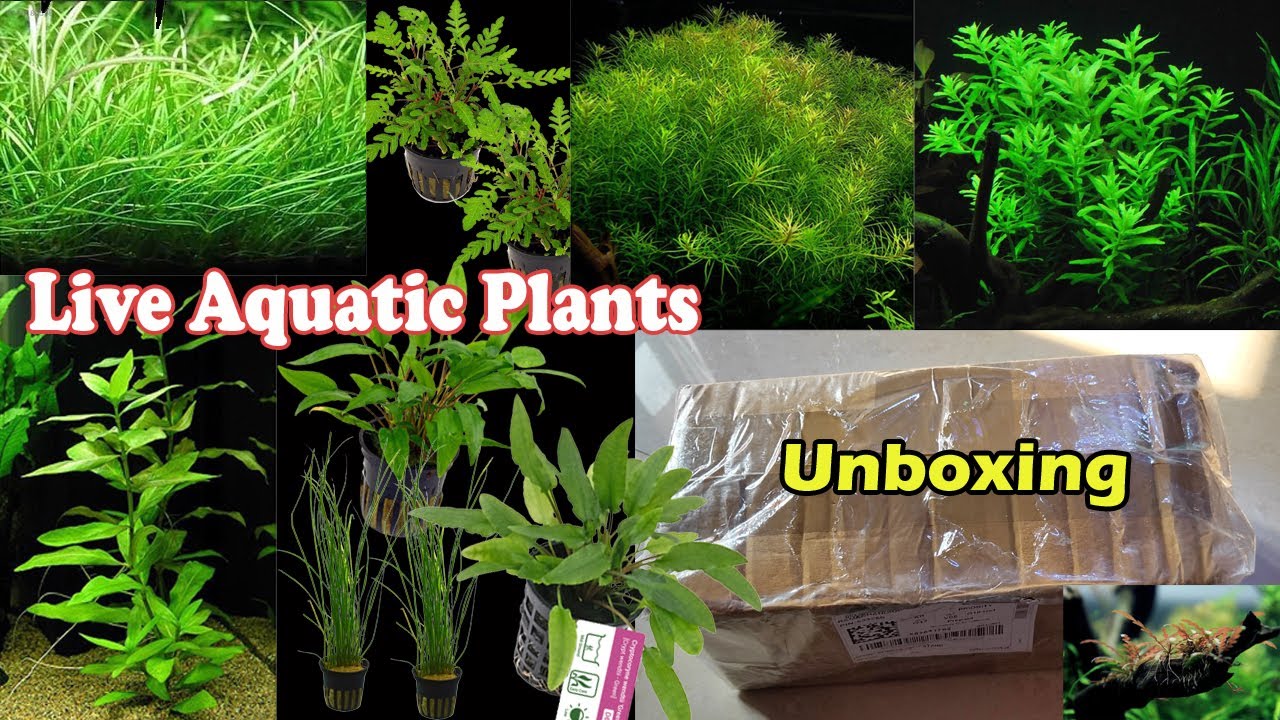 Live Aquatic Plants Unboxing Review LIVE AQUARIUM YouTube