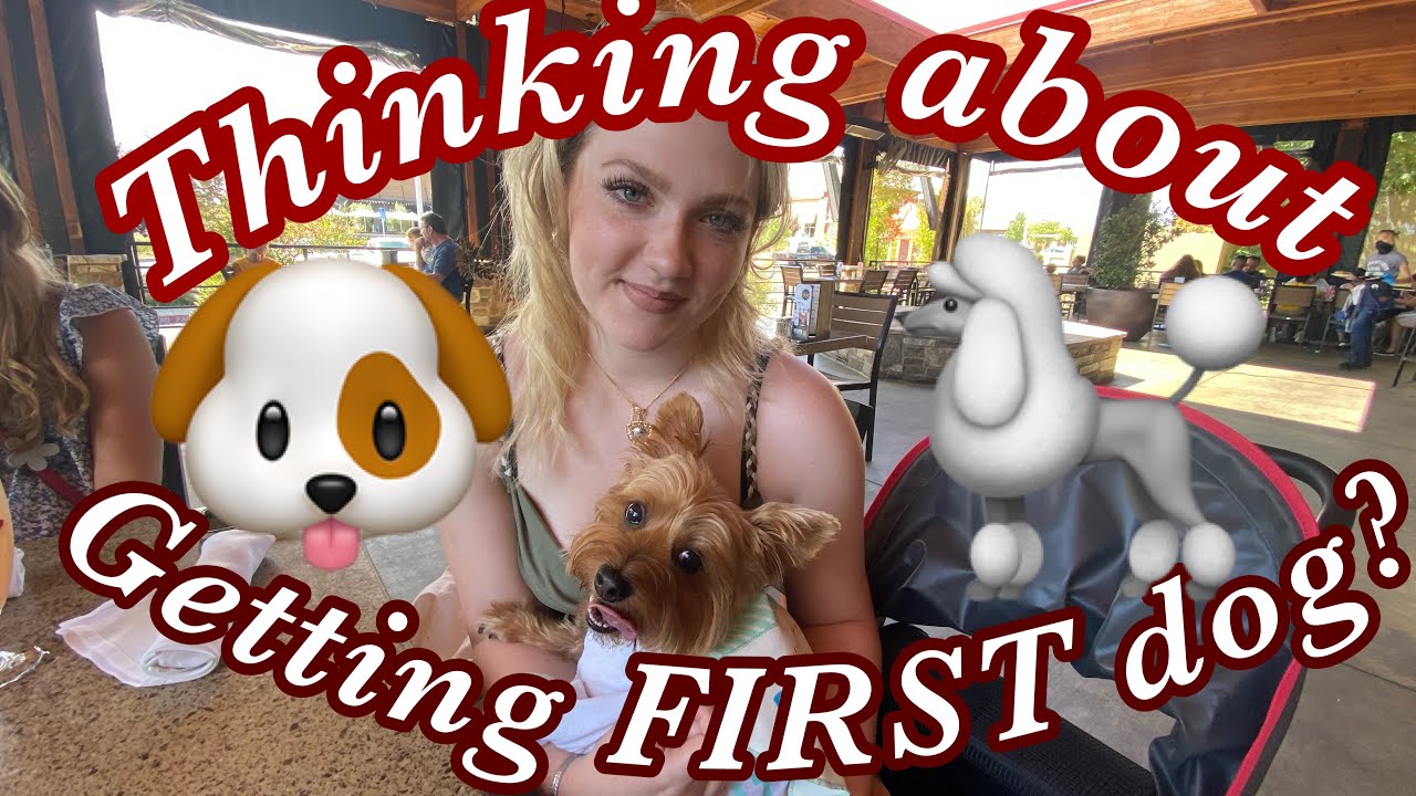 Thinking about getting your FIRST dog?#inspiration #funnyvideo #pets # ...