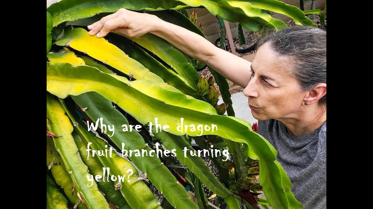 Why dragon fruit branches are turning yellow in summer, 2023 edition