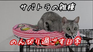 サバトラの猫マロちゃんがお気に入りの場所でのんびりしている動画