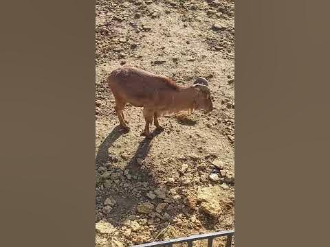 Гривистый баран - YouTube