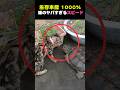 【 猫のヤバすぎる0.1秒スピード 】