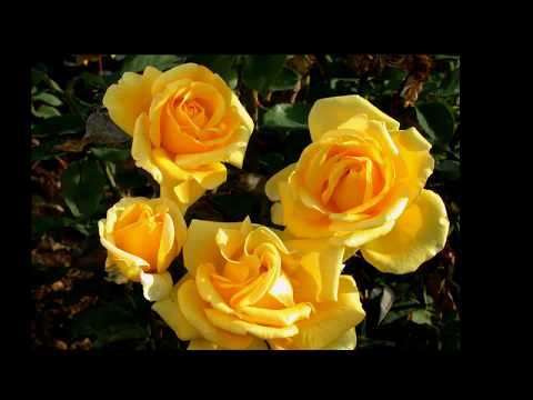וִידֵאוֹ: ורדים: טיפול בפרחים באפריל
