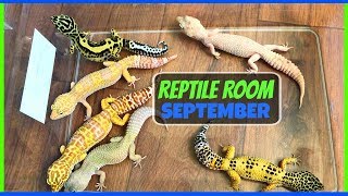 Reptile Room Tour September 2017