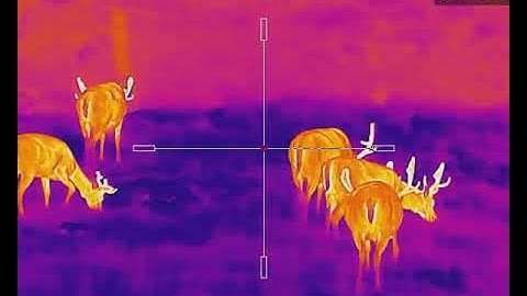 Animal Recording| THUNDER ZOOM 2.0| Deer in Field