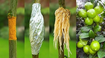 🌿A great way to propagate lemon tree is by air layering using only aluminum foil