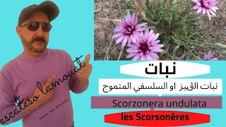 نبات الڨيز  او السلسفي المتموج (les Scorsonères) Scorzonera undulata