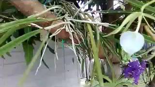 Brassavola Nodosa Little Stars in the Daylight (Fragrant Orchid)