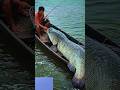 #video 500 KG Giant Fish🐋✅
