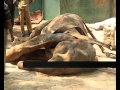 Maheswari, 85-year-old elephant, dies Chuttuvattom