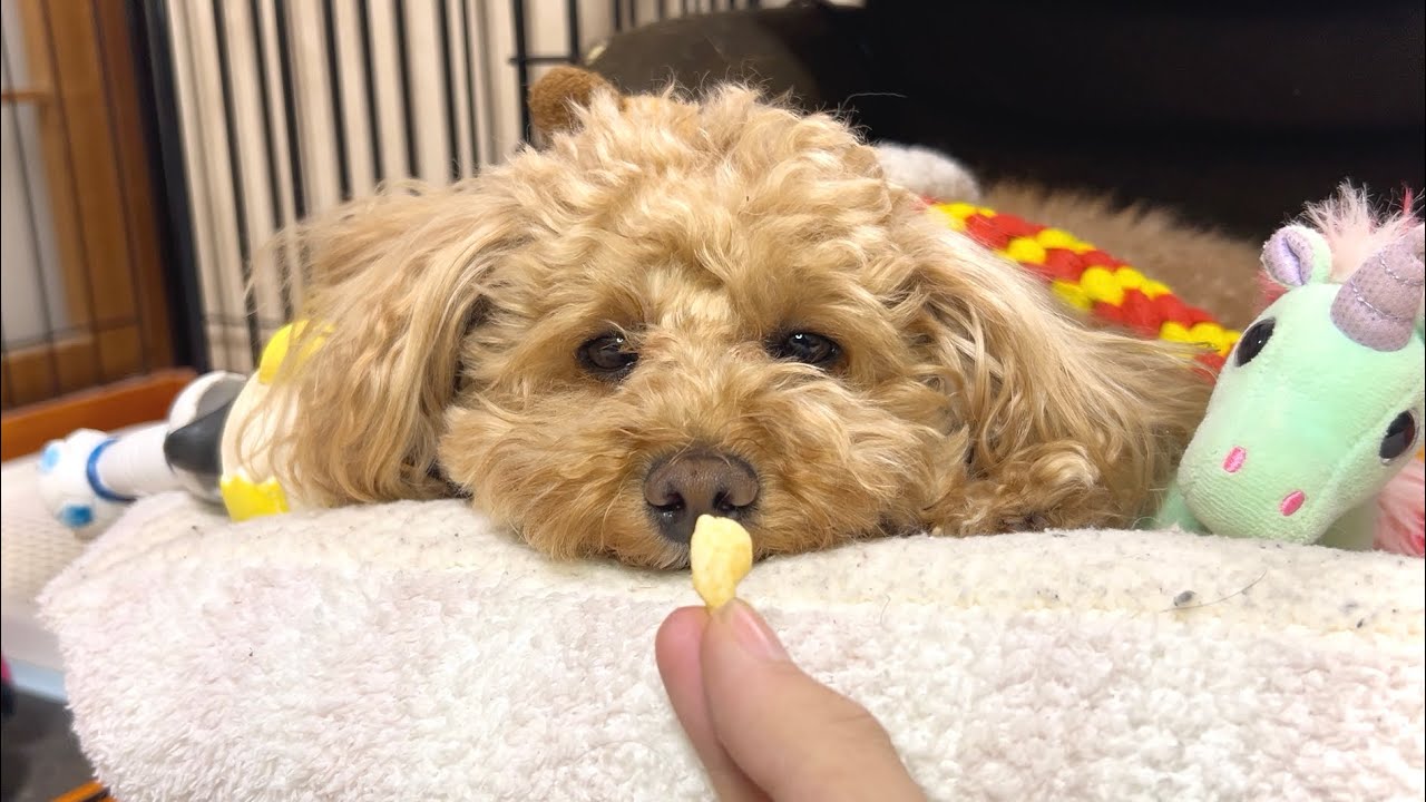 寝ているトイプードルにオヤツを見せたら新しい必殺技を披露してくれました！