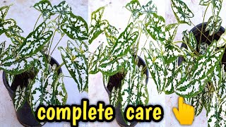 caladium Humboldtii /mini white caladium elephant ear plant care, potting mix \u0026propagation