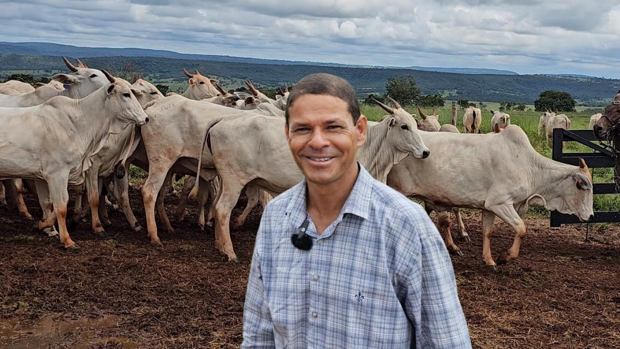 (FAZENDA À VENDA) PREPARADA PARA CRIAÇÃO DE NELORE
